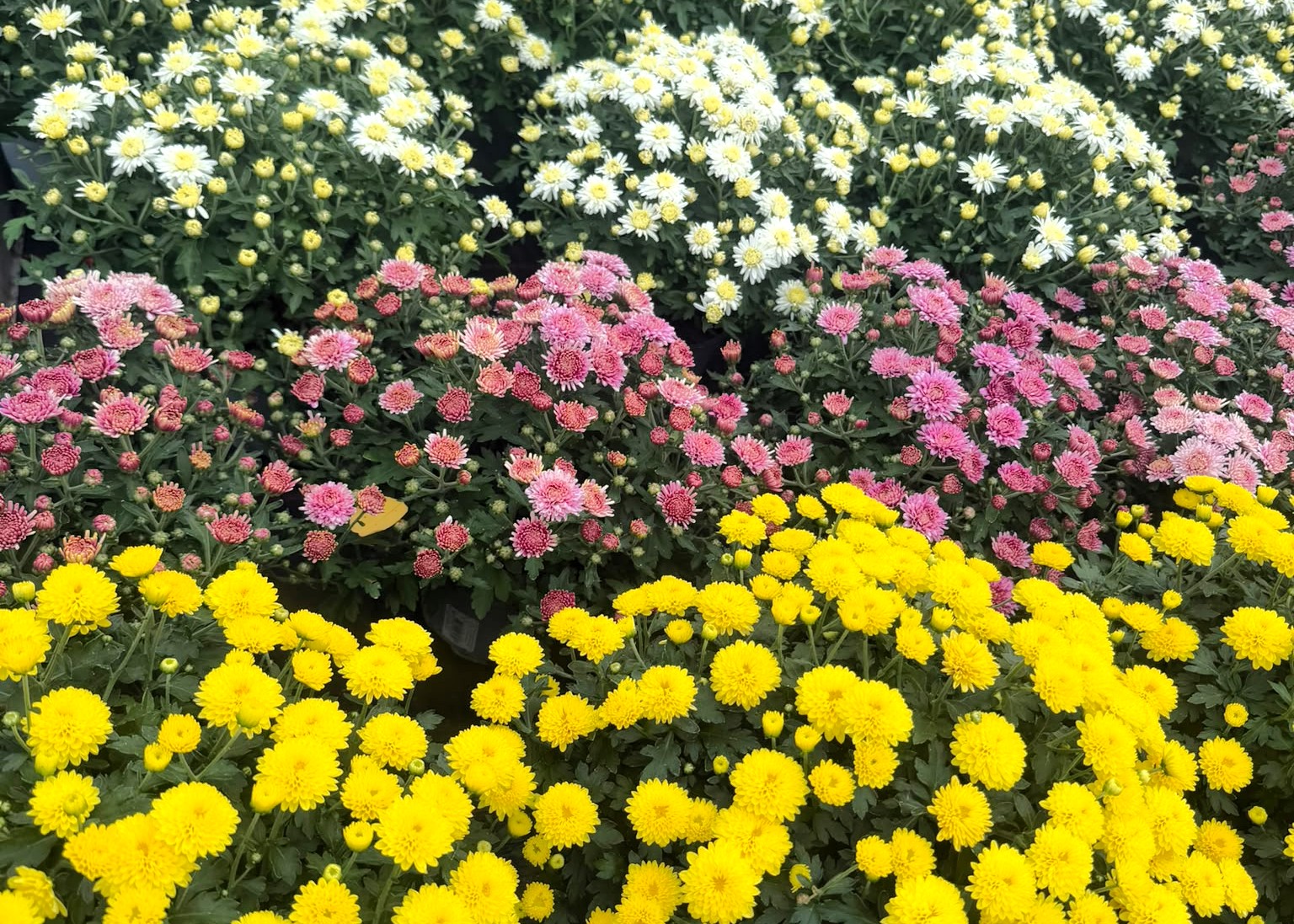 Monheimer Blumenmarkt